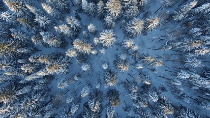 Epic aerial view of the winter forest at sunset, the drone rises vertically upwards, a top view of the fir forest.