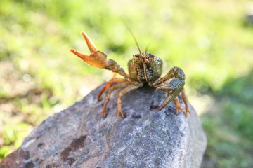 brown crayfish on the stone close up