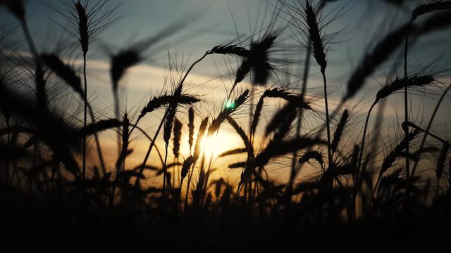 agriculture concept a golden sunset over wheat field. wheat harvest lifestyle ears slow motion video on background sky sunset