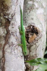 Seychelles Expedition 2009