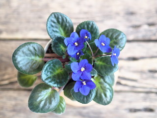 Homemade violet flower on a wooden background. Place for an inscription © Татьяна Пинкасевич