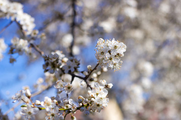 close up of plum tree branches in bloom