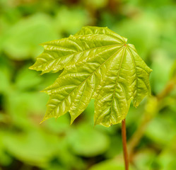 fresh green maple tree leaf in spring