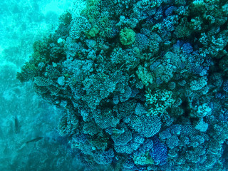 Coral reefs under turquoise water in the Red Sea. Underwater world, top view through clear water, beautiful azure pattern © ioanna_alexa