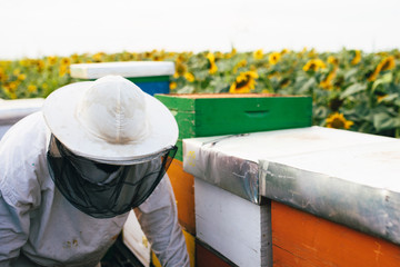 Beekeeper inspecting beehive frame full of sunflower honey