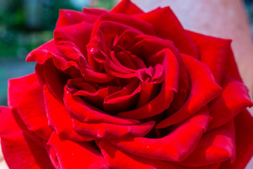 Red Rose, very nicely blossomed in the garden. It's a symbol of love.