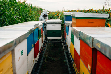 Fototapeta na wymiar Apiarist working in field on their apiary