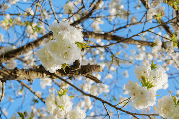 桜の花