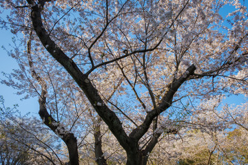 桜の木