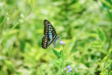 Fresh and soft background of butterflies in flowers.