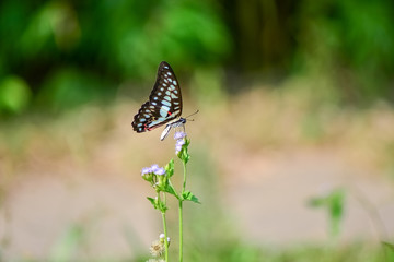 Fresh and soft background of butterflies in flowers.