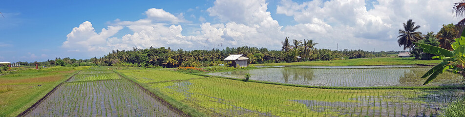 Fototapeta na wymiar Panorama from rice fields on Bali Indonesia