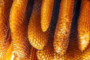 bee wax - bee frames of a bee hive