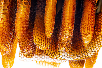 bee wax - bee frames of a bee hive
