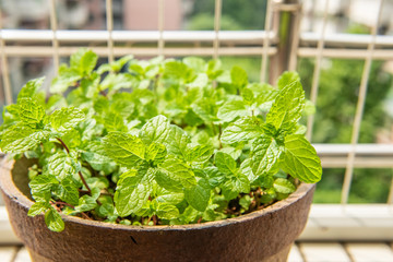 Green mint leaf background texture material under the sun of the balcony at home. © MINXIA