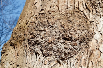 Baumstamm, Holztextur, Hintergrundbild, braune Baumrinde
