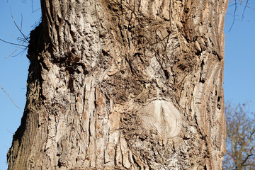 Baumstamm, Holztextur, Hintergrundbild, braune Baumrinde