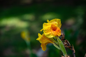 yellow flower