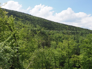 Fototapeta premium Trees and Silesian Beskids Mountains range near Salmopol pass, Poland