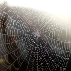 spider web with dew drops close up. wonders Wildlife