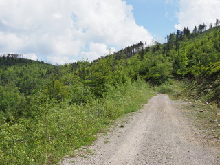 Fototapeta na wymiar Path at Silesian Beskids Mountains range near Salmopol pass, Poland