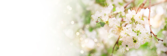Beautiful floral spring abstract background of nature. Branches of blossoming cherry with soft focus on gentle light green background. Greeting cards with copy space