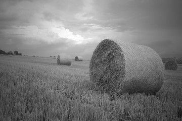 Mowed grass in black and white