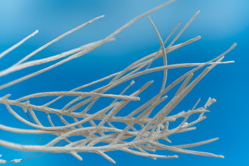 dried Branches  of seaplants on blue sky background