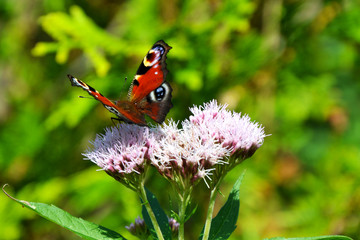 Peacock butterfly