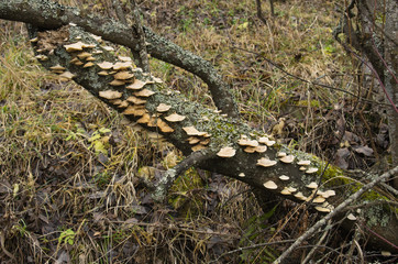 Parasitic bracket fungi on a tree.