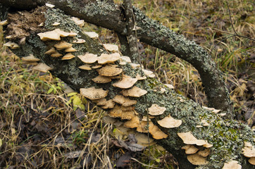 Parasitic bracket fungi on a tree.
