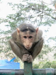Bonnet Macaque, Macaca radiata, peeking into the Camera Lens at Gharapuri (Elephanta) Caves, Near Mumbai, India