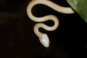 FORSTEN'S CAT SNAKE, Bogia Forsteini