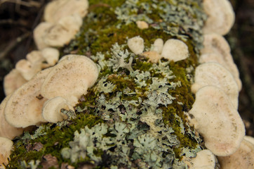 Parasitic bracket fungi on a tree.