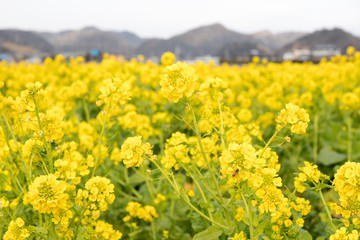 鴨川市の菜の花畑　千葉県鴨川市　日本
