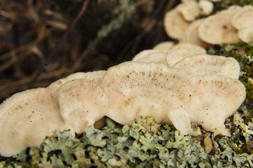 Parasitic bracket fungi on a tree.