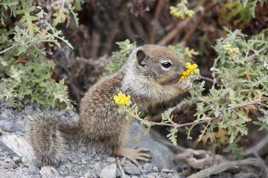 A Chipmunk savoring a flower..