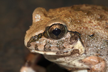 Frog closeup..