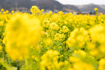 Fototapeta premium 鴨川市の菜の花畑 千葉県鴨川市 日本