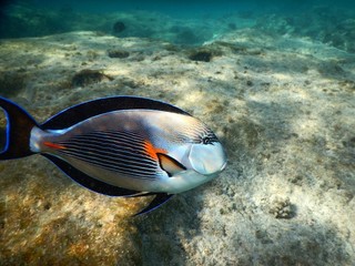 Obraz na płótnie Canvas tropical fish on coral reef