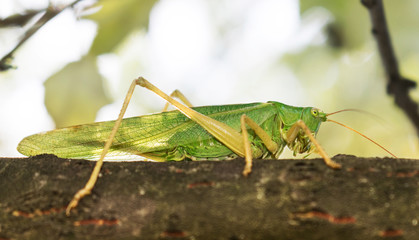 green grasshopper sat on a tree branch. A large, interesting insect whose eyes are very visible