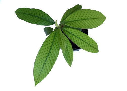 top view of dipterocarpus turbinatus leaves isolated on white background	