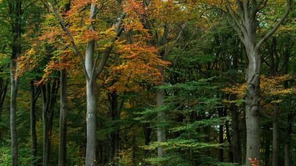 Orange colored autumn leaves in woodland.