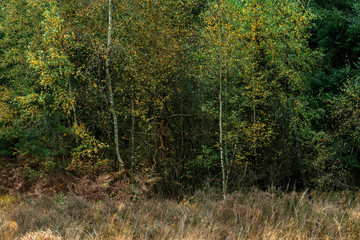 Birch trees with yellow colored foliage during fall.