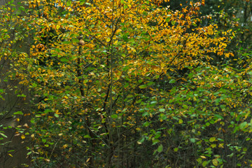 Green and yellow leaves in autumn forest.