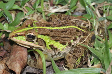 Indian Bull Frog (Hoplobatrachus tigrenus) Location: Anshi, Karnataka