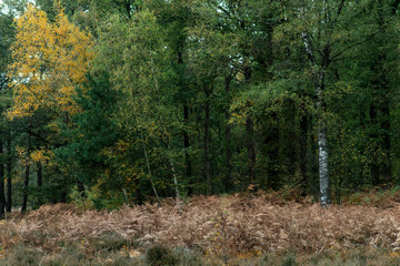 Birch trees with yellow colored foliage during fall.