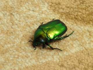 green beetle
