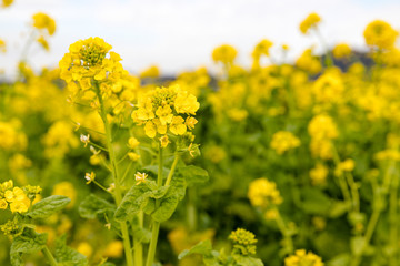 鴨川市の菜の花畑　千葉県鴨川市　日本