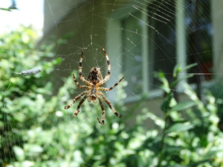 spider on web